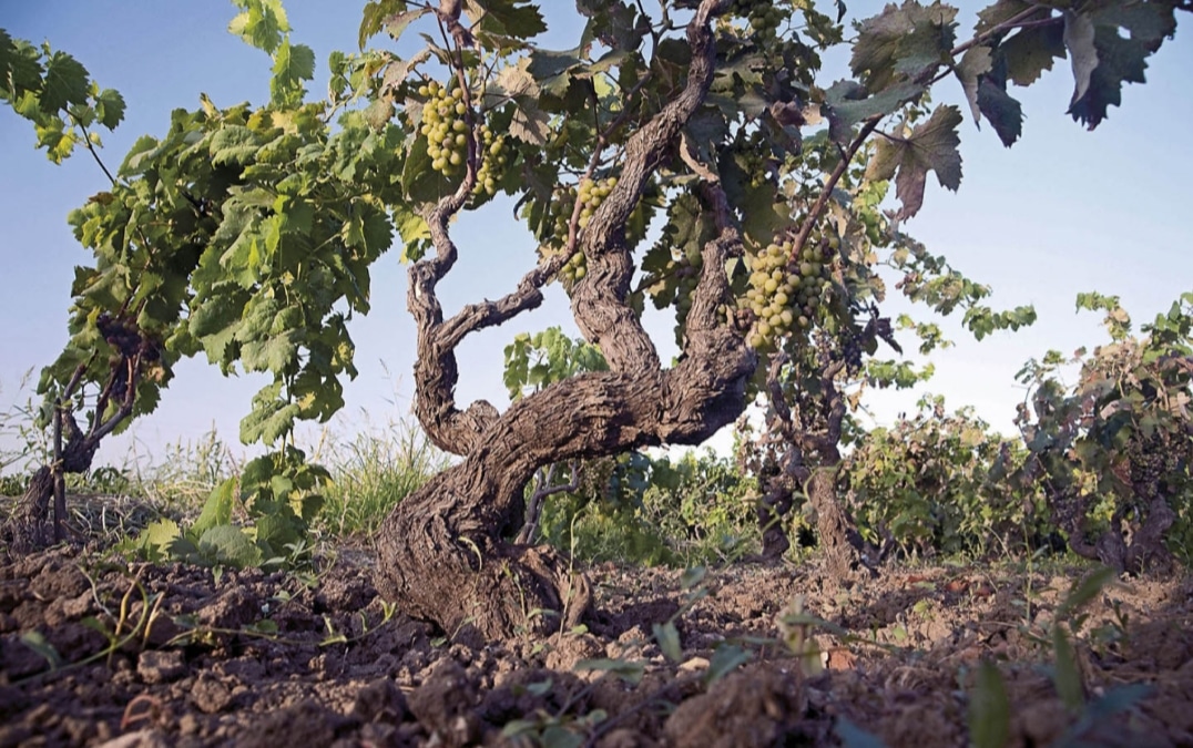 La Puglia chez Les Potes Vin, nos racines et nos vins.