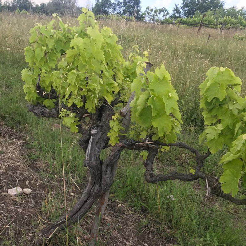 Arenara - Agricola Cianciulli- Campania Irpinia – Image 3