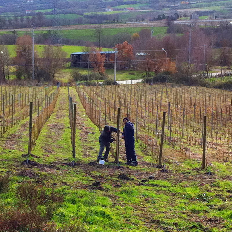 Arenara - Agricola Cianciulli- Campania Irpinia – Image 4