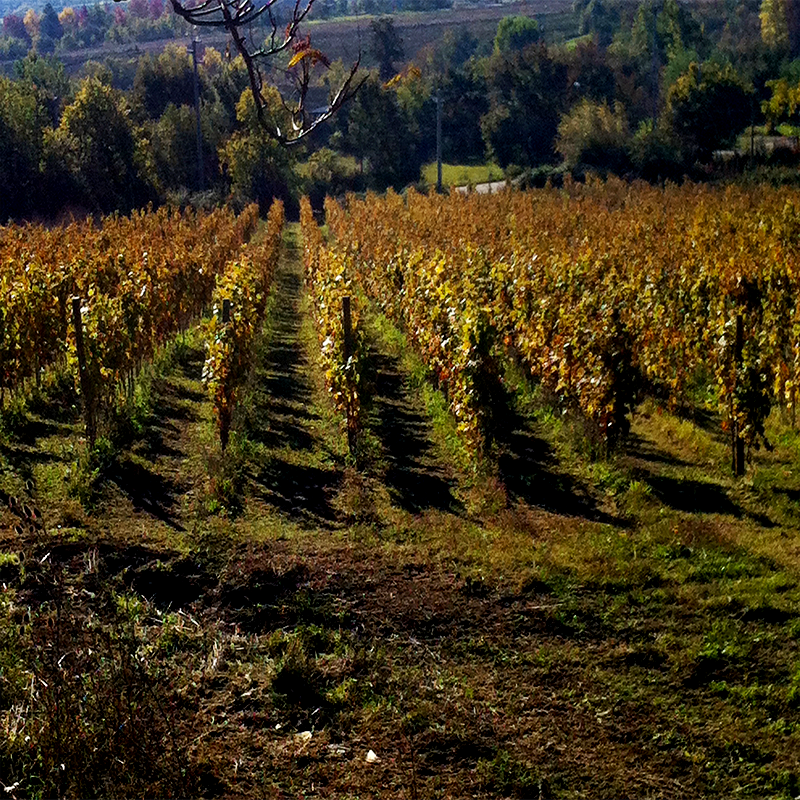 Arenara - Agricola Cianciulli- Campania Irpinia – Image 5