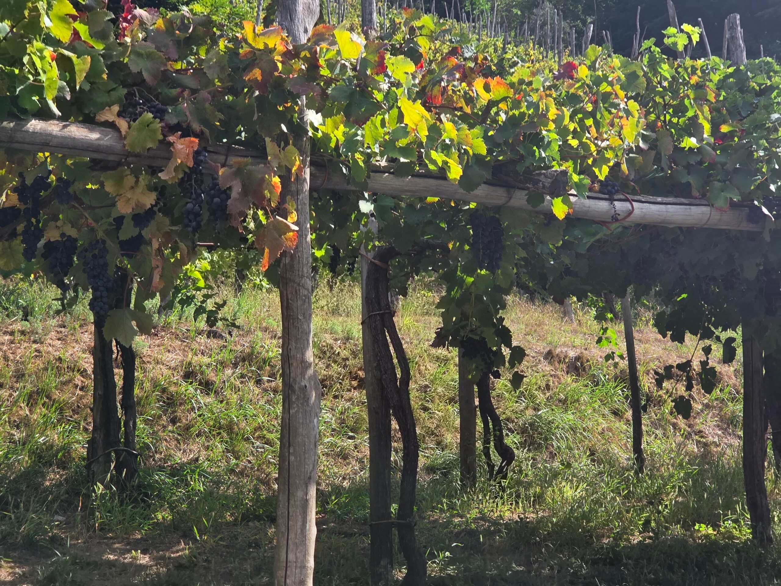 Vignes en pergola de Tramonti, Cantine Apicella