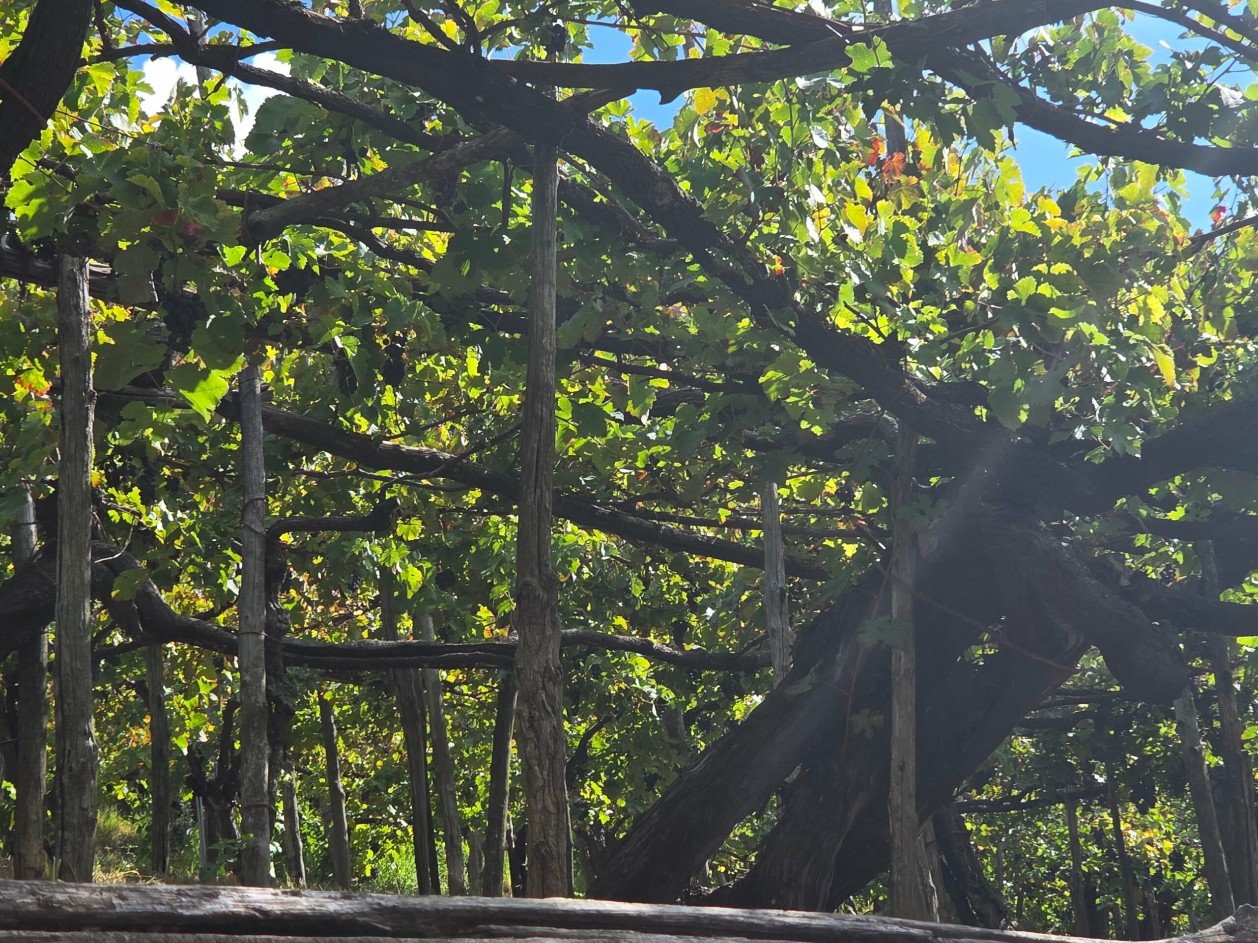 Vieille vigne franche de pied en pergola à Tramonti, Cantine Apicella