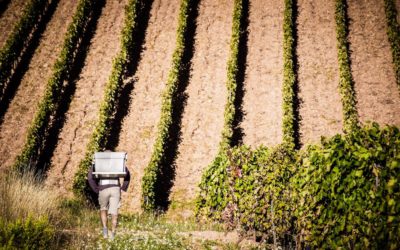 Escapade dans le Languedoc qui subjugue papilles et pupilles… À la découverte des terroirs de Saint Chinian et Terrases du Larzac.