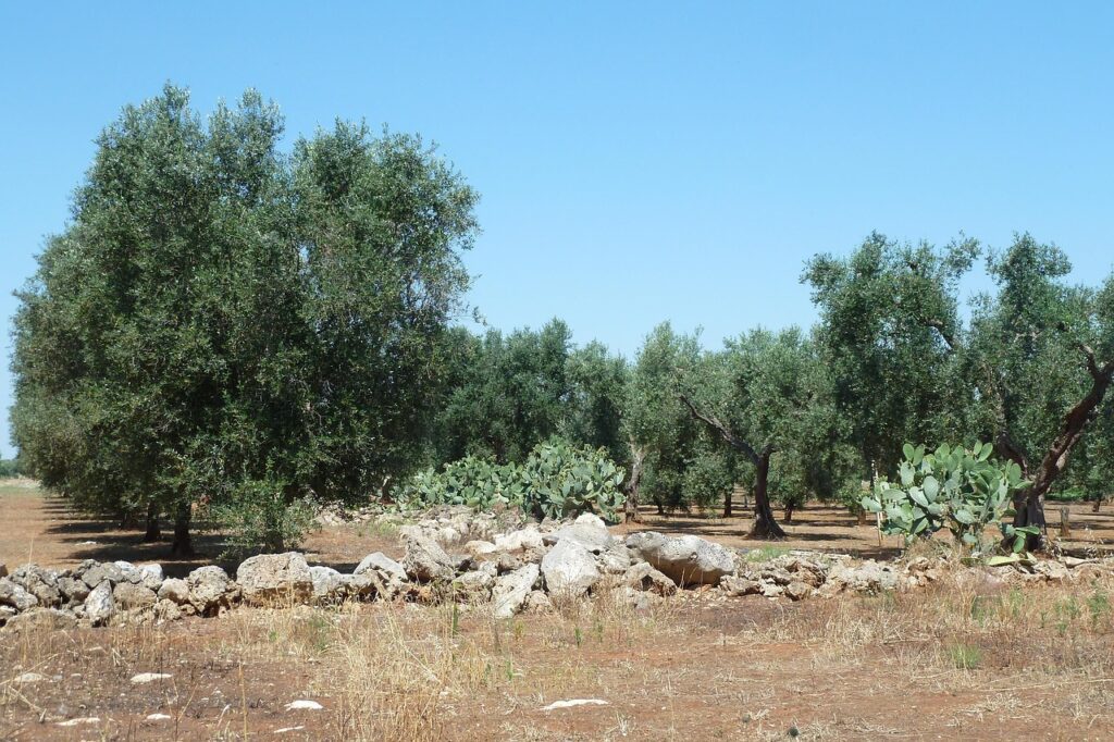 Oliviers et muret de pierre sèche dans les Pouilles