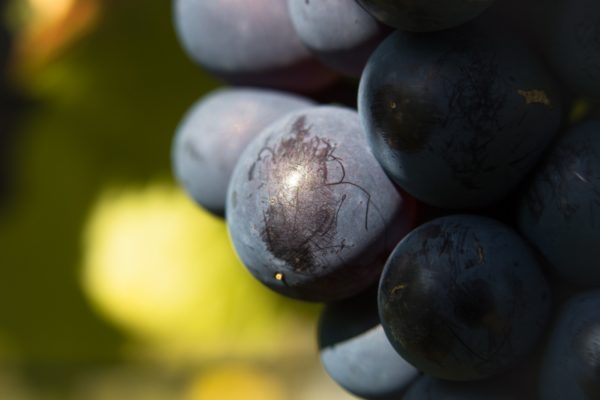 Séjour œnotouristique dans les Pouilles du 16 au 20 septembre 2024 - Pré-inscription (acompte) – Image 34