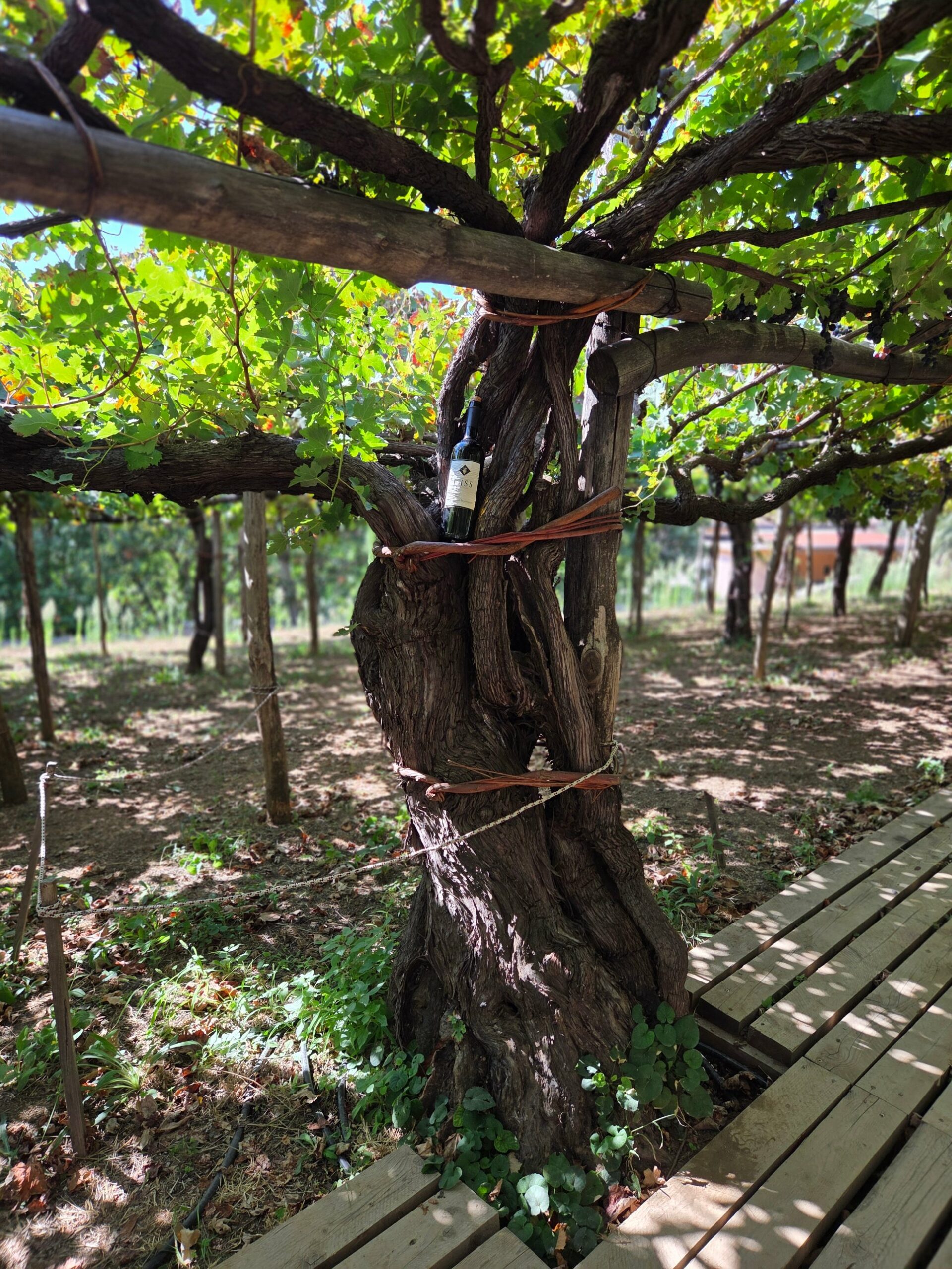 Vigne préphylloxérique en pergola à Tenuta San Francesco, Tramonti, avec une bouteille d'È Iss
